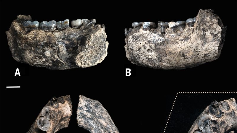 Penemuan Fosil Paranthropus Tertua Berusia 2,6 Juta Tahun di Ethiopia